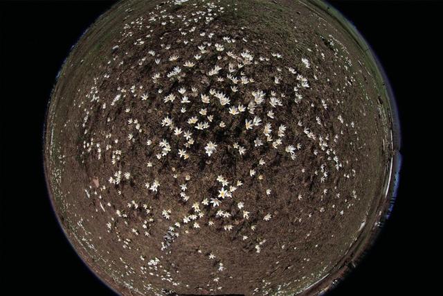 爱情鸟歌词，爱情鸟歌词易烊千玺（巴特尔·邓勇《野百合》）