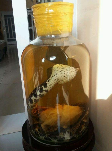 蛇干了后泡酒蛇能活吗，为什么蛇泡酒要用活蛇（这几个条件就可以做到）
