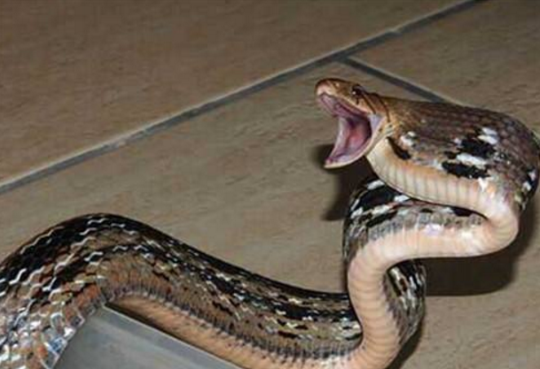 蛇干了后泡酒蛇能活吗，为什么蛇泡酒要用活蛇（这几个条件就可以做到）