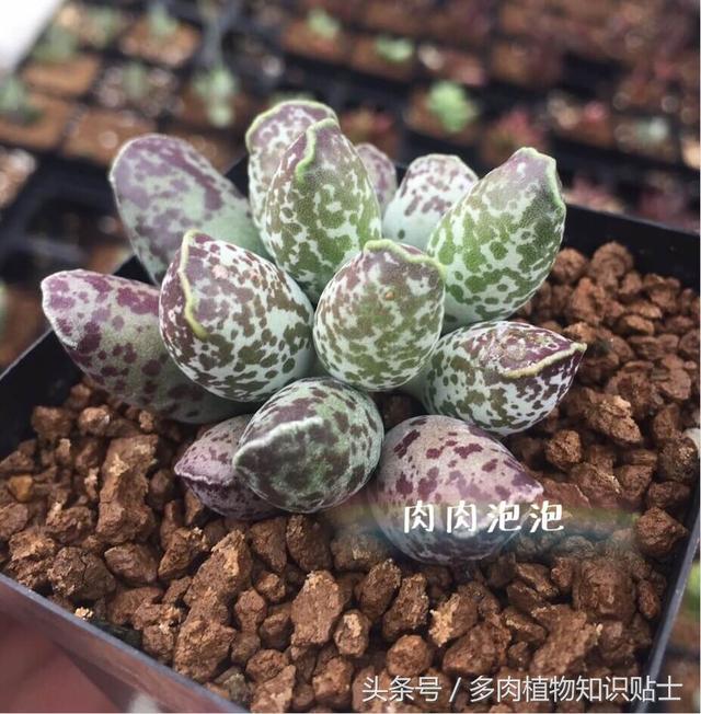 多肉海豹水泡怎么养，多肉海豹水泡怎么养活（优选的水泡也可以很美丽啊）