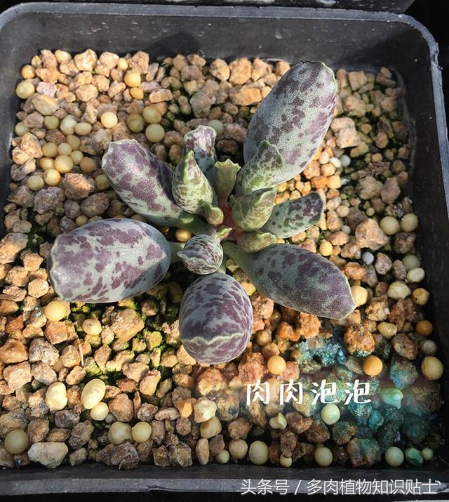 多肉海豹水泡怎么养，多肉海豹水泡怎么养活（优选的水泡也可以很美丽啊）