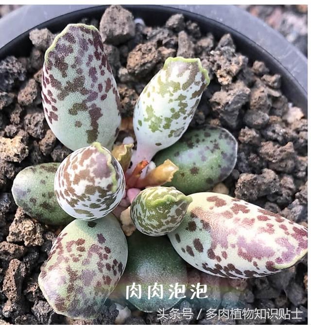 多肉海豹水泡怎么养，多肉海豹水泡怎么养活（优选的水泡也可以很美丽啊）