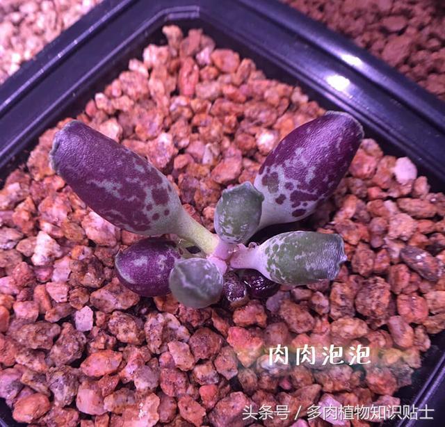 多肉海豹水泡怎么养，多肉海豹水泡怎么养活（优选的水泡也可以很美丽啊）