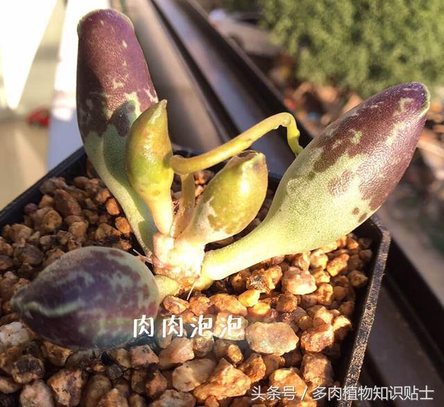 多肉海豹水泡怎么养，多肉海豹水泡怎么养活（优选的水泡也可以很美丽啊）