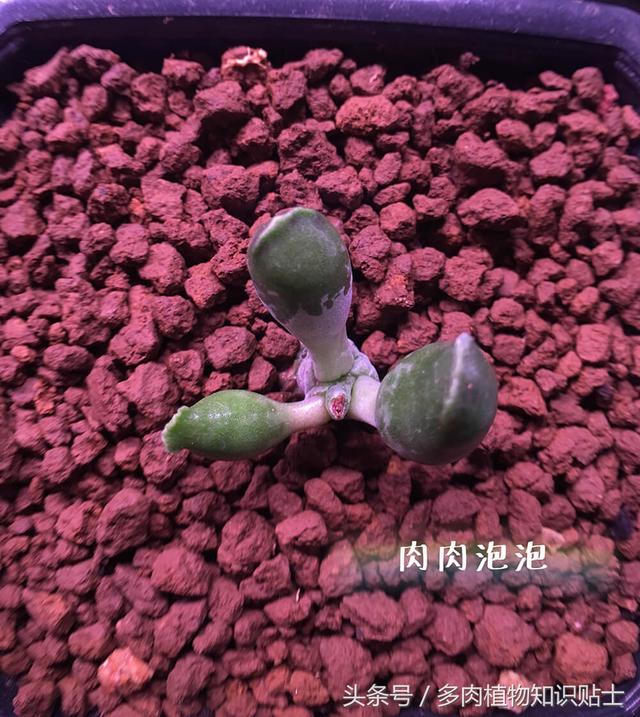 多肉海豹水泡怎么养，多肉海豹水泡怎么养活（优选的水泡也可以很美丽啊）