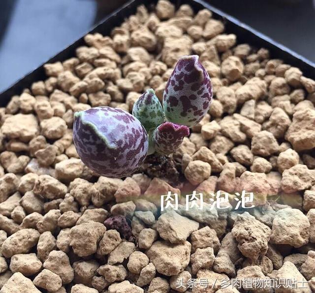 多肉海豹水泡怎么养，多肉海豹水泡怎么养活（优选的水泡也可以很美丽啊）