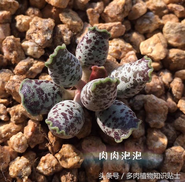 多肉海豹水泡怎么养，多肉海豹水泡怎么养活（优选的水泡也可以很美丽啊）