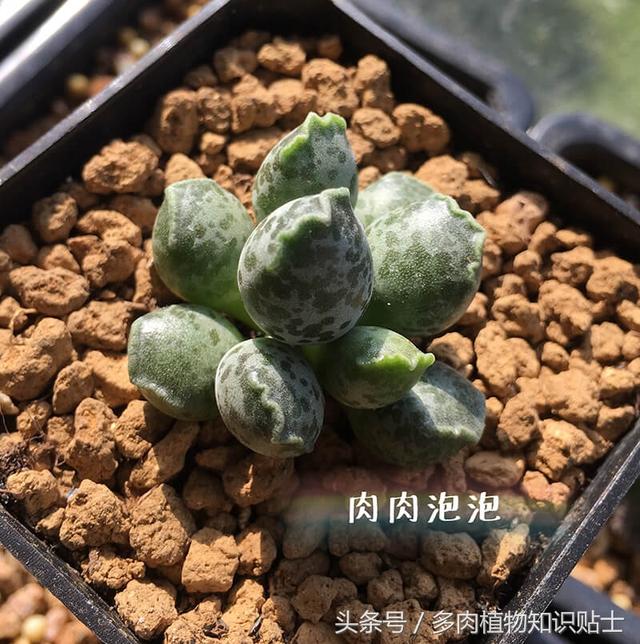 多肉海豹水泡怎么养，多肉海豹水泡怎么养活（优选的水泡也可以很美丽啊）