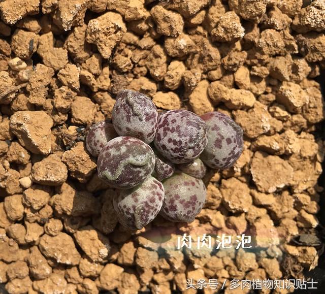 多肉海豹水泡怎么养，多肉海豹水泡怎么养活（优选的水泡也可以很美丽啊）