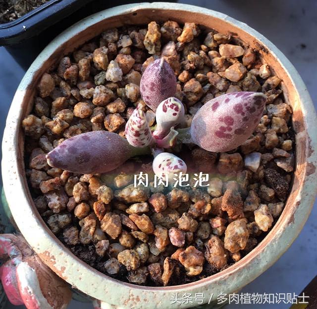 多肉海豹水泡怎么养，多肉海豹水泡怎么养活（优选的水泡也可以很美丽啊）
