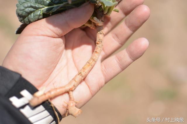 地黄根的功效和作用详情介绍,地黄的根有什么医药疗效(农田随处可见的