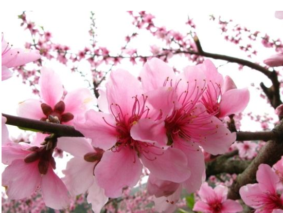 怎么确认是不是桃花劫，桃花劫要出现的征兆（什么是桃花运）