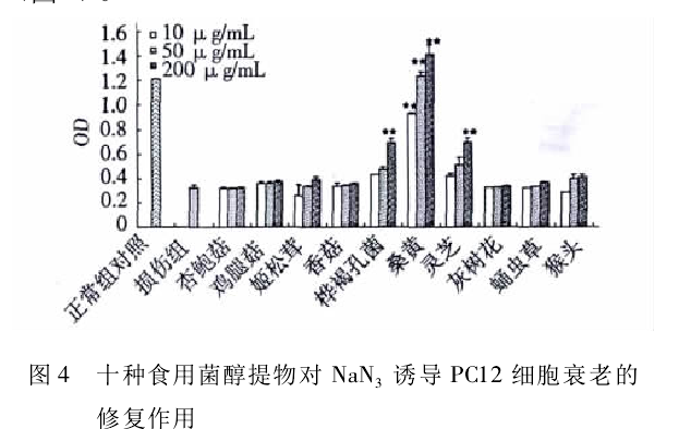 桑黄的功效与作用及食用方法，桑黄的功效与作用吃法（桑黄——你应知道的低调而“奢华”的药用真菌）