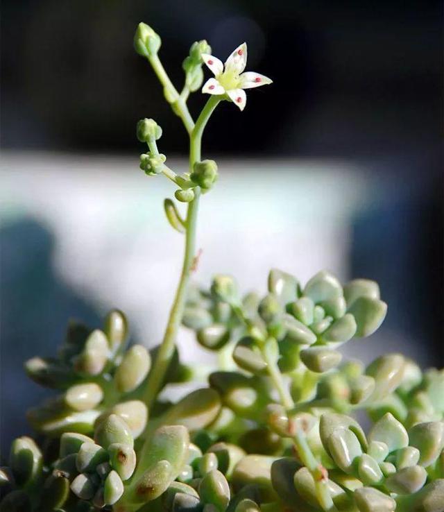 多肉开花意味着什么，多肉开花代表什么是好还是不好（究竟是福还是祸）