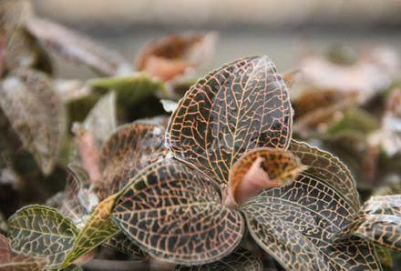 金线莲炖排骨汤做法，金线莲炖排骨汤做法和功效（农村这种野草被称为“药王”）