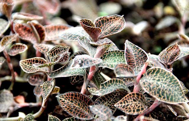 金线莲炖排骨汤做法，金线莲炖排骨汤做法和功效（农村这种野草被称为“药王”）