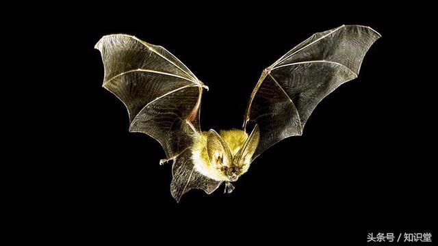 蝙蝠属不属于鸟类，蝙蝠算不算鸟类（蝙蝠到底是飞禽还是走兽）