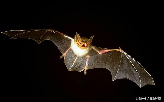 蝙蝠属不属于鸟类，蝙蝠算不算鸟类（蝙蝠到底是飞禽还是走兽）
