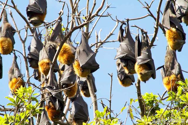 蝙蝠属不属于鸟类，蝙蝠算不算鸟类（蝙蝠到底是飞禽还是走兽）