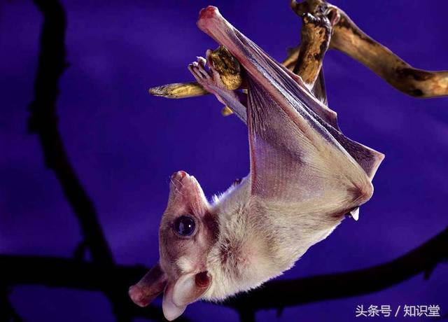 蝙蝠属不属于鸟类，蝙蝠算不算鸟类（蝙蝠到底是飞禽还是走兽）