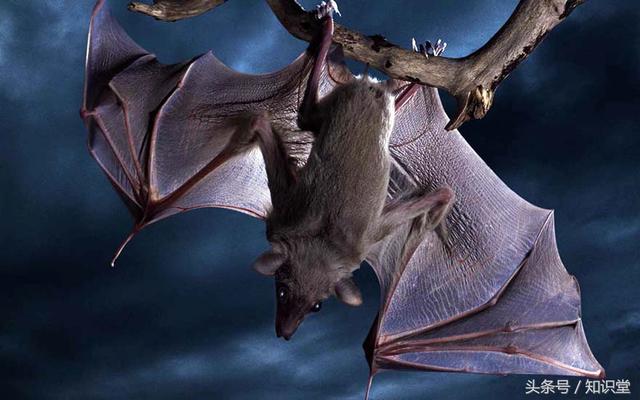 蝙蝠属不属于鸟类，蝙蝠算不算鸟类（蝙蝠到底是飞禽还是走兽）