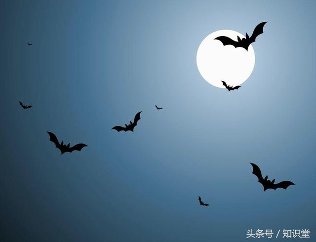 蝙蝠属不属于鸟类，蝙蝠算不算鸟类（蝙蝠到底是飞禽还是走兽）