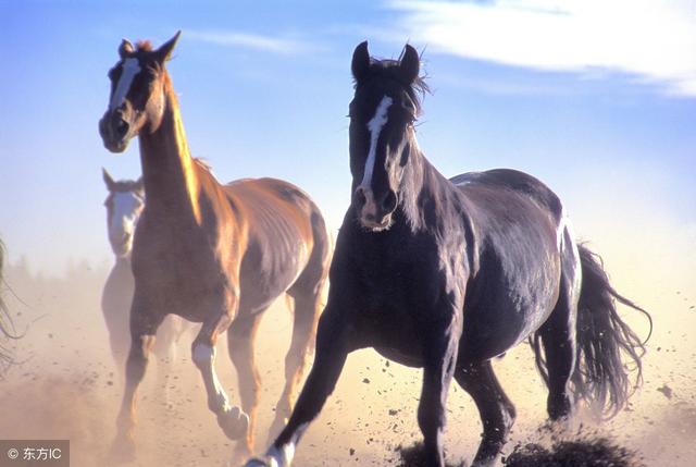 属马2022年的运势，22年属马人的整体运势（生肖马可得“悠着点”）