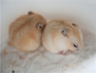 仓鼠夏天怎么养，仓鼠该怎么养（仓鼠应该怎么养才能避免生病）