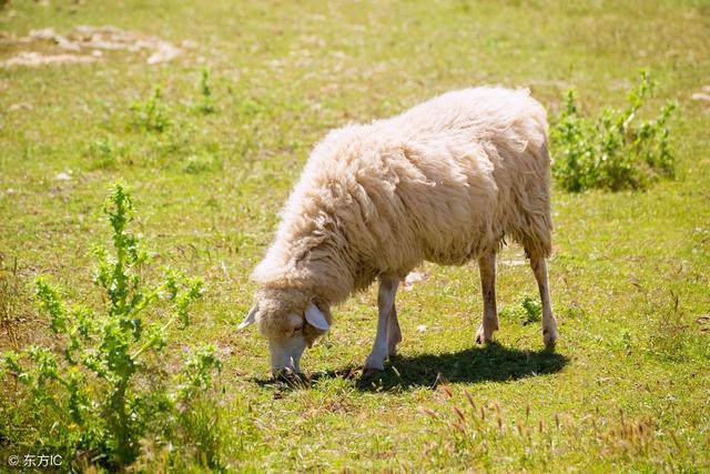 属羊人43岁79一难，79属羊人一生婚姻状况（67和79的大小羊看过来）
