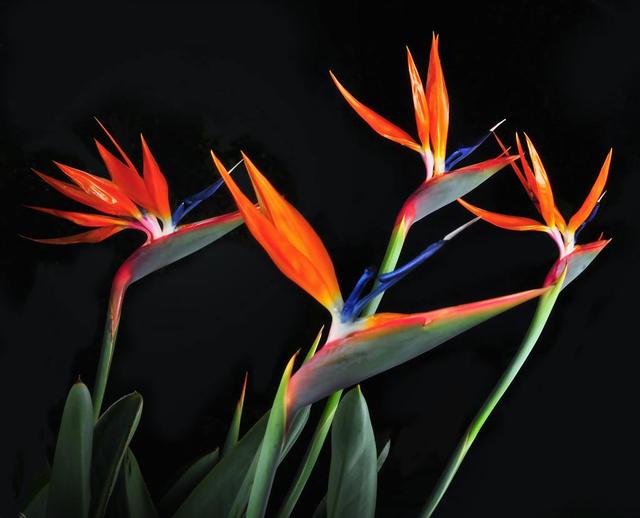 天堂鸟的养护方法，养好天堂鸟，注意这2点