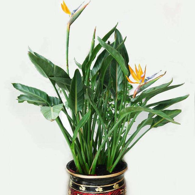 天堂鸟的养护方法，养好天堂鸟，注意这2点