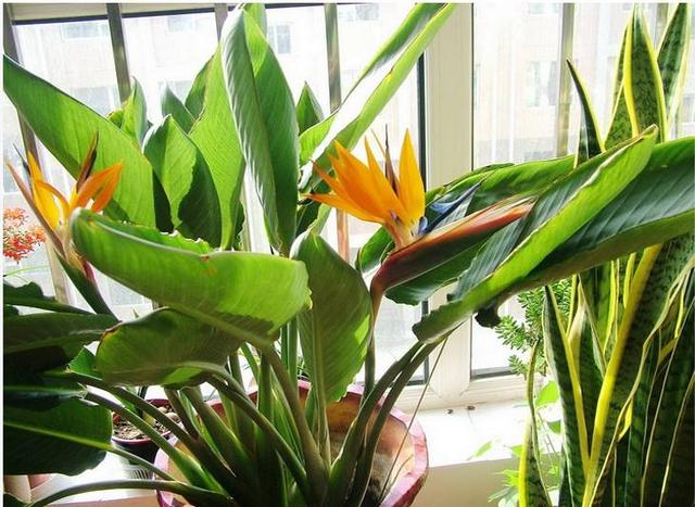 天堂鸟的养护方法，养好天堂鸟，注意这2点