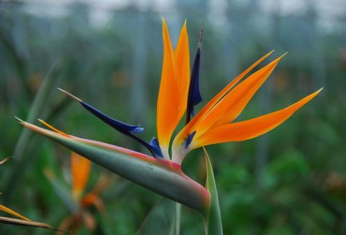 天堂鸟的养护方法，养好天堂鸟，注意这2点