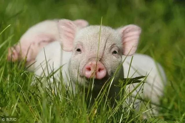 属猪人一生佩戴什么好，属猪人佩戴什么最好（生肖猪今年要注意的问题）