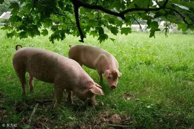 属猪人一生佩戴什么好，属猪人佩戴什么最好（生肖猪今年要注意的问题）