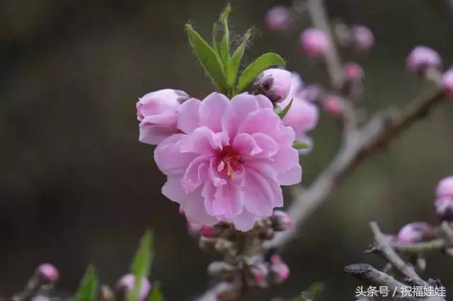 花开富贵下一句是什么，横批:花开富贵（愿你每日都拥有幸福的欢乐）