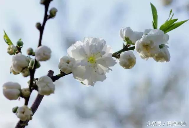 花开富贵下一句是什么，横批:花开富贵（愿你每日都拥有幸福的欢乐）