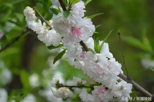 花开富贵下一句是什么，横批:花开富贵（愿你每日都拥有幸福的欢乐）