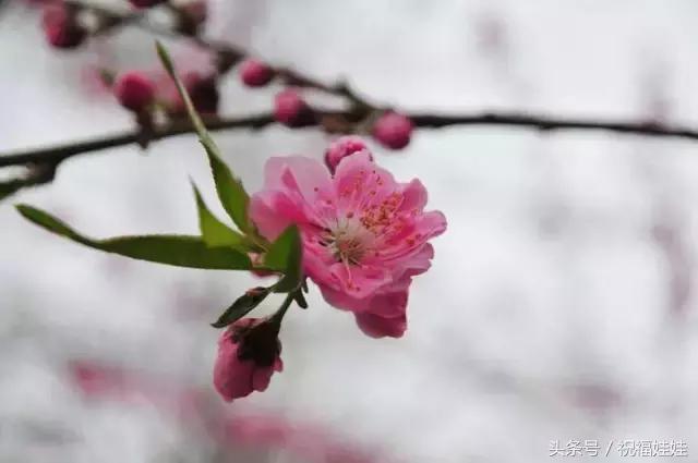 花开富贵下一句是什么，横批:花开富贵（愿你每日都拥有幸福的欢乐）