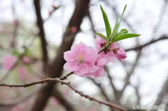 花开富贵下一句是什么，横批:花开富贵（愿你每日都拥有幸福的欢乐）