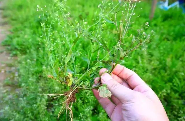 荠菜吃法禁忌，荠菜吃法禁忌是什么（煮的时候注意这个小细节）