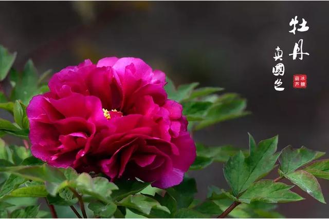 描写牡丹的诗句古诗，描写牡丹的诗句古诗大全（十首牡丹诗：花开时节动京城）