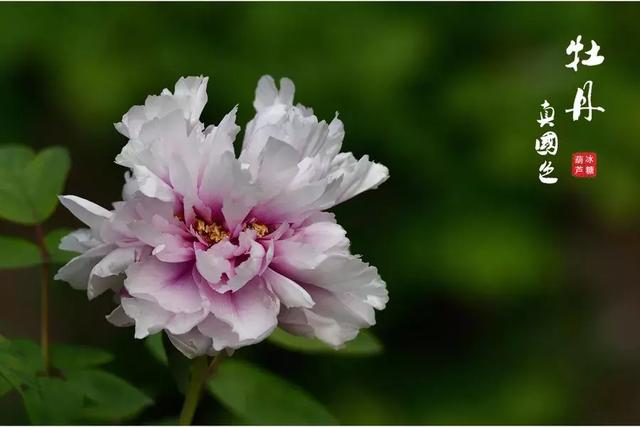 描写牡丹的诗句古诗，描写牡丹的诗句古诗大全（十首牡丹诗：花开时节动京城）