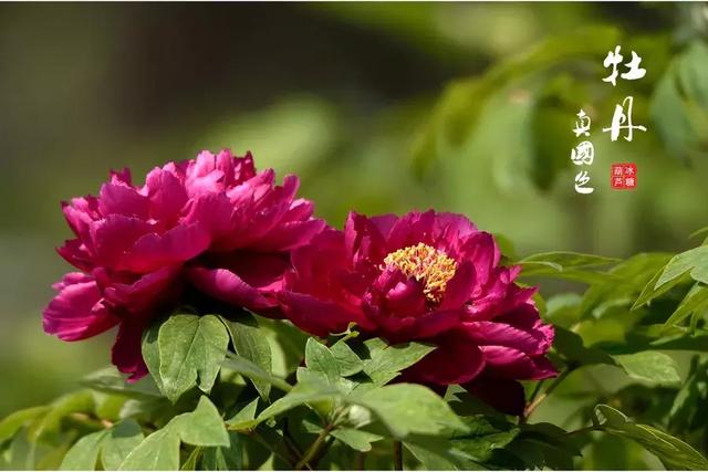 描写牡丹的诗句古诗，描写牡丹的诗句古诗大全（十首牡丹诗：花开时节动京城）