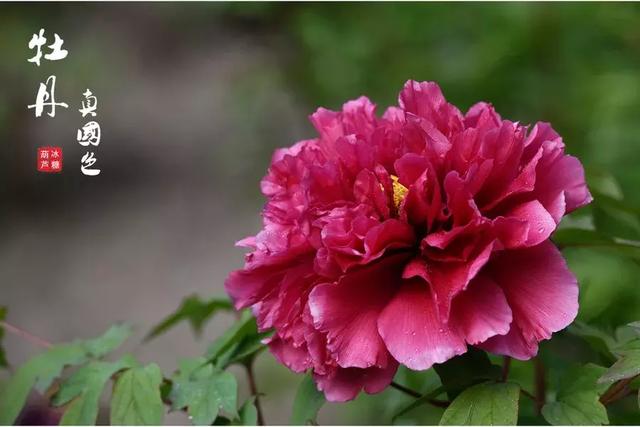 描写牡丹的诗句古诗，描写牡丹的诗句古诗大全（十首牡丹诗：花开时节动京城）