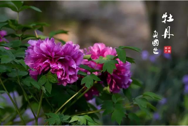 描写牡丹的诗句古诗，描写牡丹的诗句古诗大全（十首牡丹诗：花开时节动京城）