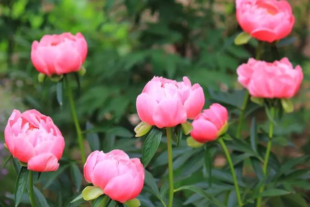 描写牡丹的诗句古诗，描写牡丹的诗句古诗大全（十首牡丹诗：花开时节动京城）