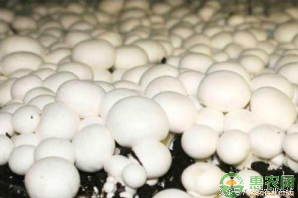 床上有跳虫还可以睡吗，床上跳虫用什么方法杀死（双孢菇高效栽培技术规程）