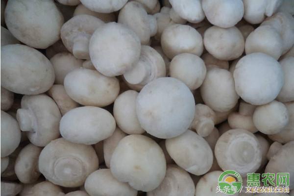 床上有跳虫还可以睡吗，床上跳虫用什么方法杀死（双孢菇高效栽培技术规程）