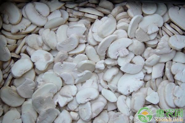 床上有跳虫还可以睡吗，床上跳虫用什么方法杀死（双孢菇高效栽培技术规程）